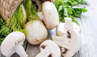 口蘑的营养价值 口蘑的营养价值与功效禁忌