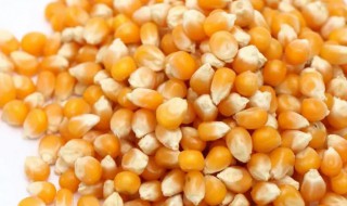 玉米粒钓鱼要煮熟吗（煮熟的玉米粒能钓鱼吗）