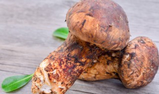 松茸哪三类人不能吃（姬松茸哪些人不能吃）-九图集