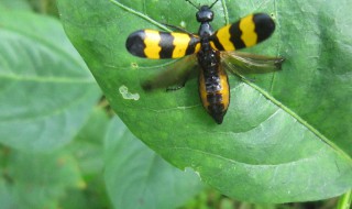 斑蝥的营养价值（斑蝥的作用与功效百度百科）