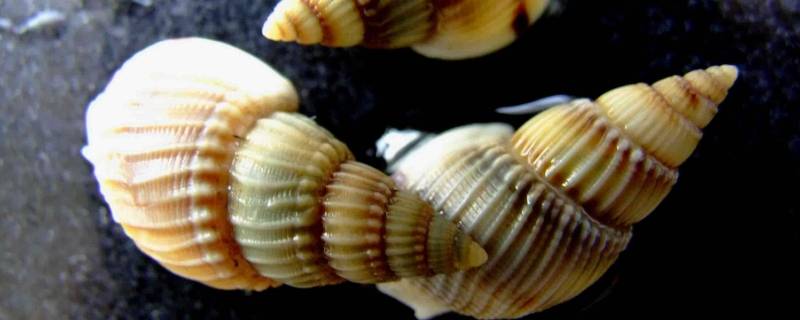 割香螺可以食用吗（割香螺是什么东西）-九图集