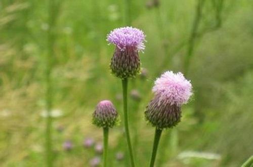 凉血的中药有哪些(解毒凉血的中药有哪些)