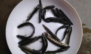 黑鱼苗怎么养殖(黑鱼鱼苗养殖技术)-九图集