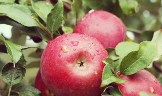 吃蒸苹果有什么好处和坏处（经常吃蒸苹果有什么好处和坏处）