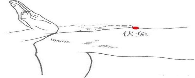 伏兔怎么找(伏兔的位置图)