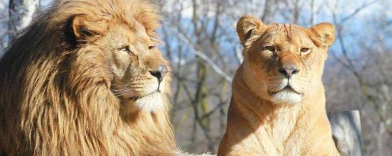 狮虎兽能打过老虎吗 狮虎兽打得过狮子吗-九图集