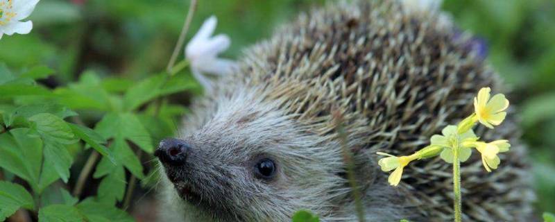 刺猬的硬刺有哪些作用（刺猬的硬刺有哪些作用用一句话写出来）
