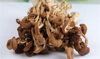 茶树菇怎么泡才会软 茶树菇怎么发泡-九图集