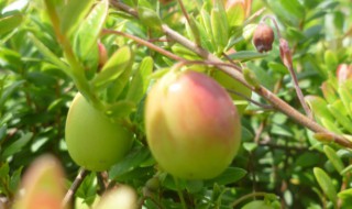 蔓越莓是酸性还是碱性(蔓越莓是碱性吗)