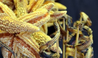 海马的营养价值（海马有什么功效作用）