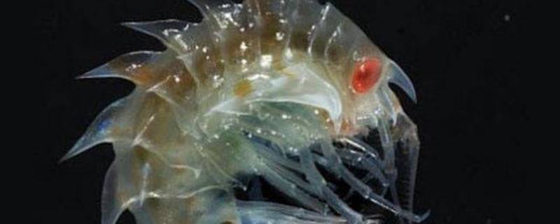 沙蚤是什么东西（沙蚤百度百科）-九图集