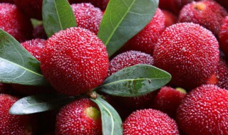 杨梅隔夜可以吃吗 隔天的杨梅可以吃吗-九图集