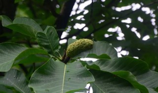 厚朴的营养价值 厚朴的作用-九图集