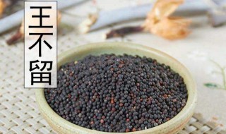 炒王不留行的功效与作用（炒王不留行的功效与作用及禁忌功效与作用的功效）-九图集