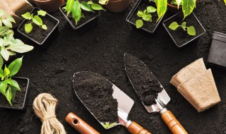 金玉满堂的养殖方法（金玉满堂的养殖方法和注意事项 盆栽）-九图集