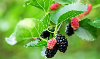 冬天的桑葚能吃吗（冬天吃桑葚什么好处）