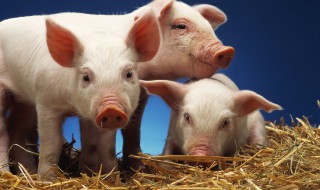 为什么猪肉煮熟后会变色 为什么肉煮熟了会变色-九图集