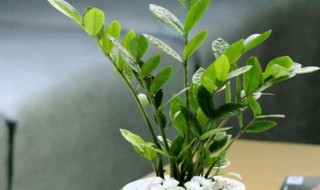 盆栽招财进宝树叶子干怎么办 招财进宝树掉叶子是怎么回事-九图集