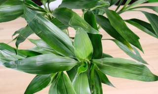 富贵竹叶子上的灰尘怎么去最好 富贵竹叶子上的灰尘怎么办