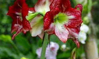 朱顶红适合室内养殖吗 怎样养殖朱顶红-九图集