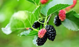 桑葚是热性还是凉性 桑葚是热性还是凉性经期可以吃吗