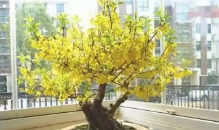 盆栽连翘怎么修剪(盆栽连翘什么时候修剪)-九图集