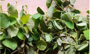 广金钱草的营养价值 广金钱草的作用