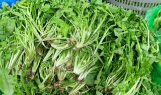 荠菜没熟有毒吗 荠菜生吃有毒吗-九图集