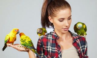 如何办理鹦鹉养殖许可证(办理鹦鹉驯养繁殖许可证)-九图集