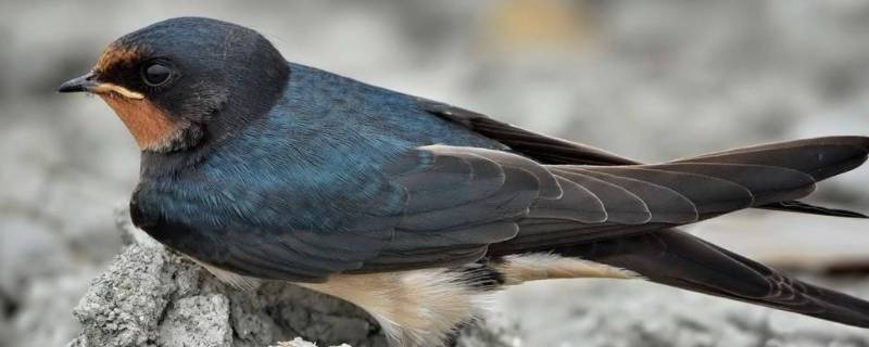 燕子长什么样 燕子长什么样子图片-九图集