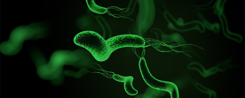 猪儿虫是什么意思 猪儿虫是什么类型的虫