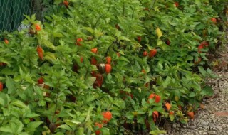 酸浆的养殖方法和注意事项 酸浆能放多久