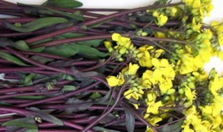 红菜苔的营养价值与功效 红菜苔的营养功效与作用