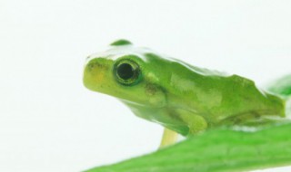 青蛙养殖国家有没有补贴（养蛙国家有补贴吗）-九图集