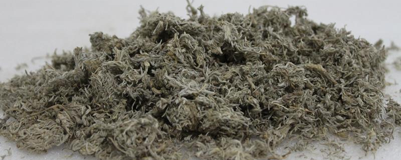 茵陈和什么泡水喝对肝脏最好 茵陈单独泡水喝对肝好吗