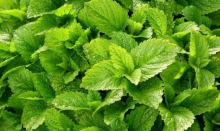 薄荷叶的营养价值 薄荷叶的营养价值和功效