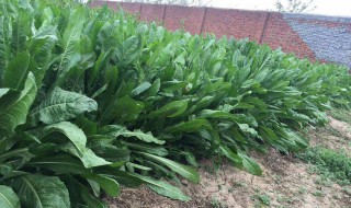 菊苣的营养价值 菊苣有什么营养价值