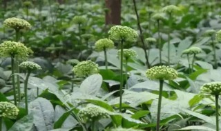 三七花的营养价值 三七花的营养价值及功效-九图集