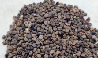 益智的营养价值 益智的功效是什么