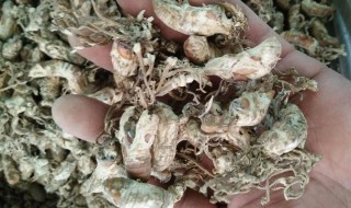 怎样清洗金蝉花 干金蝉花食用前怎么清洗