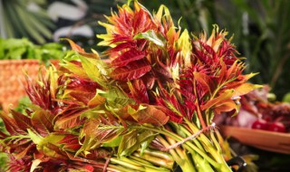 香椿没焯水吃了会中毒吗（香椿芽不焯水吃了会中毒吗）