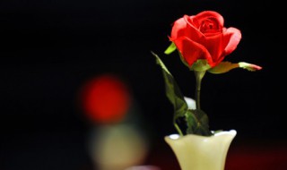 晒干花可以阳光直晒吗 干花可以晒到阳光吗