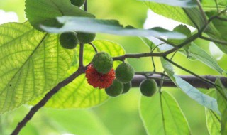 楮实子的营养价值(楮实子的功效与作用点)