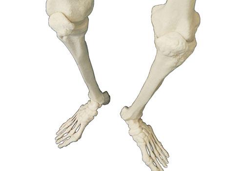 长高是哪块骨头发育(长高是哪块骨头发育的)-九图集