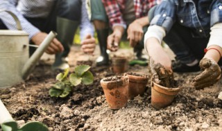 怎样养盆栽水彬(水彬盆栽要天天浇水)