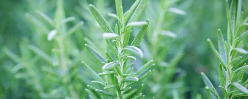 罗勒叶和迷迭香的区别(迷迭香与罗勒叶是否有互助的功效)-九图集