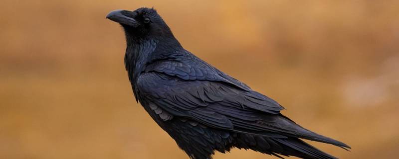 乌鸦怎么叫(乌鸦怎么叫的拟声词)