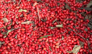 山茱萸的营养价值 山茱萸营养功效