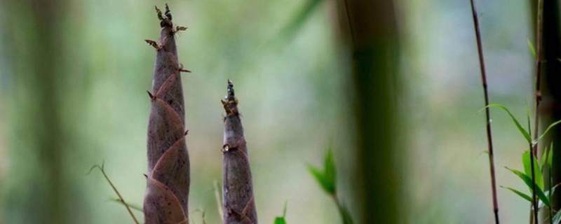 春笋被誉为山几珍（春笋的价值）-九图集