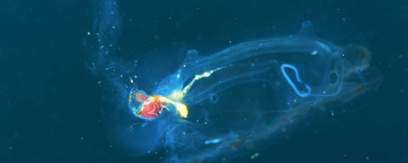 透明鱼为什么要放生（哪些鱼不能放生）-九图集